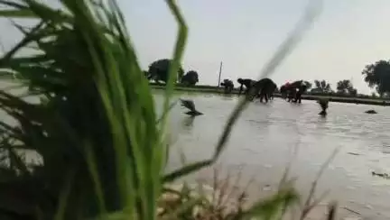 कोल: अलीगढ़ में धान की रोपाई के लिए मानसून की पहली बारिश बनी वरदान, बारिश की बूंदें किसानों और मजदूरों के लिए संजीवनी बनीं