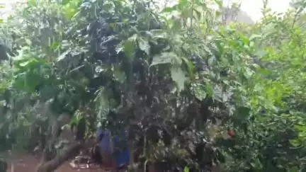 କୋରାପୁଟ ସହର: କୋରାପୁଟ ଜିଲ୍ଲାରେ ଶୁକ୍ରବାର ବାର ପ୍ରବଳ ବର୍ଷା ସମ୍ଭାବନା ନେଇ ୟେଲୋ ୱାର୍ନିଂ ଜାରି,ଗତ ୨୪ ଘଣ୍ଟା ରେ ୬୭୮.୮ ମିଲିମିଟର ବର୍ଷା ରେକର୍ଡ଼