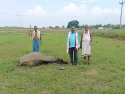 कोरांव: माड़ो में काफी नीचे लटक रहे तार के संपर्क में आई भैंस की हुई मौत, पशुपालक ने पुलिस को दी तहरीर, पोस्टमार्टम नहीं हुआ
