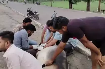 उदयपुरा: उदयपुरा में समाजसेवकों द्वारा दुर्घटना में घायल गायों की सेवा