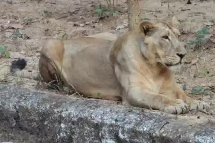 ओरमांझी: भगवान बिरसा जैविक उद्यान में हाईब्रिड शेर शशांक की मौत, पिछले एक महीने से था बीमार