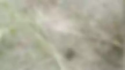 स्वार: चाऊपुरा के जंगल में एक व्यक्ति के गन्ने के खेत में मिले पशु अवशेष, खेत स्वामी ने जताई नाराजगी