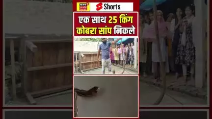 कुशीनगर: घर में दो दर्जन जहरीले सांप निकलने से हड़कंप