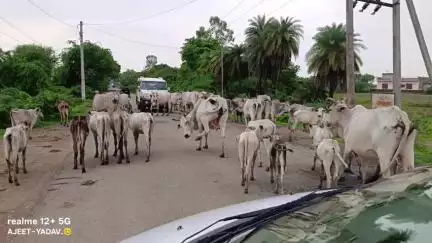 मऊरानीपुर: सिजारी बुजुर्ग में गौशाला न होने के कारण आयोजित किसान पंचायत, ग्रामीणों ने गौशाला बनवाने की उठाई आवाज
