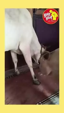 जब भारत भूमि पर ऐसे गौमाता हरषाऐगी ।।
संत सनातन संस्कृति अपनी कृपा बरसायेगी ।।