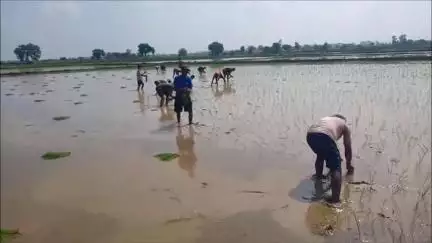 पलवल: मेरा पानी-मेरी विरासत योजना के तहत धान की जगह दूसरी फसल उगाने पर किसानों को ₹8 हजार प्रति एकड़ मिलेगी प्रोत्साहन राशि