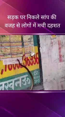 आलमबाग मवैया क्रॉसिंग पर सड़क पर निकला सांप, लोगों में मची अफरा-तफरी