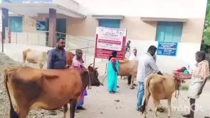 அரியலூர்: கோமாரி நோய் தடுப்பூசி முகாம் கடுகூர் ஊராட்சியில் நடைபெற்றது - முதற்கட்டமாக 600 கால்நடைகளுக்கு செலுத்தப்பட்டுள்ளது