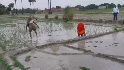 KHARIF- DHAN KI ROPAE, PANCHYAT BHABHANAULI
