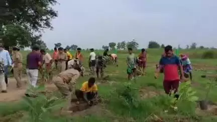 କଣ୍ଟାମାଳ: ବଡ଼ଛପାପାଳି ରେ କଣ୍ଟାମାଲ ବନବିଭାଗ ପକ୍ଷରୁ ବନମୋହତ୍ସବ ପାଳିତ