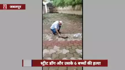 जबलपुर में स्ट्रीट डॉग और उसके 6 बच्चों की लाठी से पीटकर हत्या, आरोपी गिरफ्तार