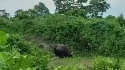 রাজগঞ্জ: বামনডাঙ্গা চাবাগানের ফ্যাক্টরির সামনে গরুমারা জঙ্গল থেকে বেড়িয়ে একেবারে শ্রমিক লাইনের কাছে চলে আসে একটি বাইসন,আতঙ্ক