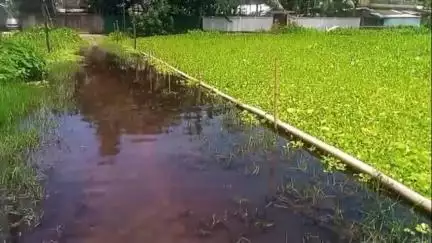 কুমারঘাট: কুমারঘাট পুরপরিষদের ৫ নং ওয়ার্ডে জল নিকাশি ব্যবস্থায় নাজেহাল এলাকাবাসী #jansamasya
