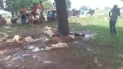 लालगंज: बेलाही गांव में आकाशीय बिजली से 5 भेड़ और 2 बकरियों की मौत, झूलसे चरवाहे का स्थानीय स्तर पर उपचार