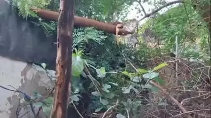 नागपूर शहर: गणेशपेठ येथे मागल्या वर्षी घराची भिंत कोसळून महिलेचा झाला होता मृत्यू,यावर्षी त्याच घरावर कोसळले झाड भिंतीला गेल्या भेगा