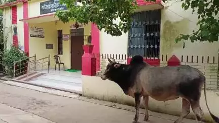 कौंच: जिलाधिकारी के आदेश के बावजूद घूम रहे अन्ना जानवर, उपजिलाधिकारी कार्यालय कोंच के बाहर खड़े सांड का वीडियो आया सामने