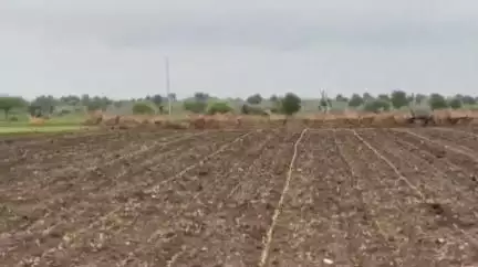 मोर्शी: मोर्शी तालुक्यातील अडगाव शिवारात रोह्यांचा हौदोस, शेतकऱ्यांचे वनविभागाला निवेदन