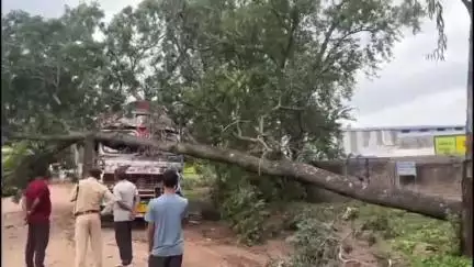 धमतरी: धमतरी-नगरी मार्ग पर पूजा राइस मिल के पास सड़क पर गिरा पेड़