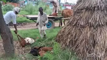बिजनौर: मंडावर के गांव नाईवला में रेलवे ट्रैक पार करते समय ट्रेन की चपेट में आकर 16 बकरियों और बकरों की हुई मौत