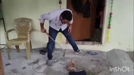 कोरबा: बालकों सेक्टर 4 से Forsten's cat snake का रेस्क्यू किया गया, कार के सेड पर बैठा था दुर्लभ सांप, जितेंद्र सारथी ने किया