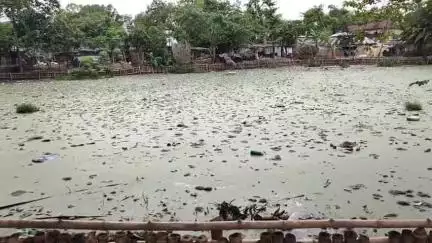 কুমারগঞ্জ: ছাতিমতৈরে দূষিত পুকুরে ডেঙ্গুর আতঙ্ক, সংস্কারের দাবি
#jansamasya