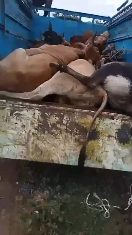 गौरक्षक- टीम बैतूल - राष्ट्रीय हिन्दू सेना