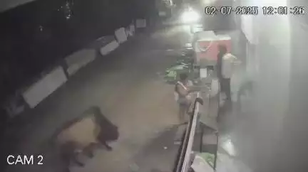 लाडपुरा: कोटा में सांडों का आतंक, सींगों से उठाकर एक युवक को फेंका, CCTV में कैद हुई घटना, कुन्हाड़ी के कृष्णा विहार की