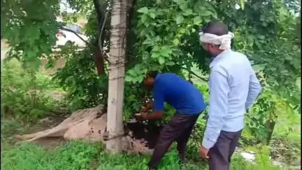नागौद: बारापत्थर गांव में करंट लगने से जर्सी गाय की मौत