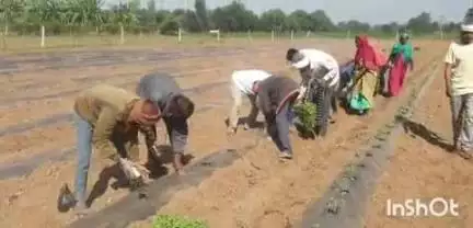 દાહોદ: પી.એમ.કિસાન યોજનાનો લાભ મેળવતા હોય અને ફાર્મર રજીસ્ટ્રેશન કરવાનું બાકી હોય તેવા ખેડૂતોએ રજીસ્ટ્રેશન (ખેડૂત નોંધણી) કરાવ