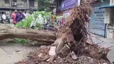 కర్నూలు: కర్నూల్ కలెక్టరేట్లో భారీ వృక్షం నేలకొరిగింది... ఒకరికి తీవ్ర గాయాలు కర్నూల్ ప్రభుత్వ ఆసుపత్రికి తరలింపు