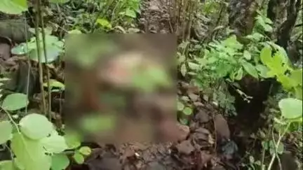 रायसेन: माना फिल्टर प्लांट के पास जंगल में जंगली जानवर ने बकरी को बनाया शिकार, 6 बकरियां लापता