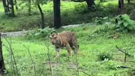 सिमरिया: नेशनल हाइवे-39 पर राहगीरों के सामने आया बाघ, थमे वाहनों के पहिये, सड़क पार करते दिखा