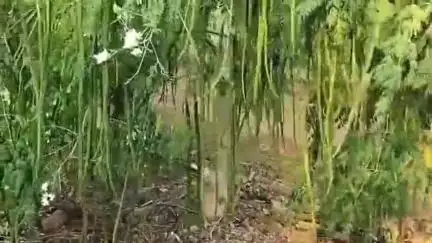माळशिरस: लवंग येथे चुलत्याने शेवग्याच्या झाडावर तननाशक मारून केले नुकसान, अकलूज पोलीस ठाण्यात दोघांविरुद्ध गुन्हा दाखल