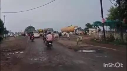 जोहिला बाईपास: आवारा मवेशियों के कारण सड़क दुर्घटनाएं, ज़िम्मेदार बेफ़िक्र!