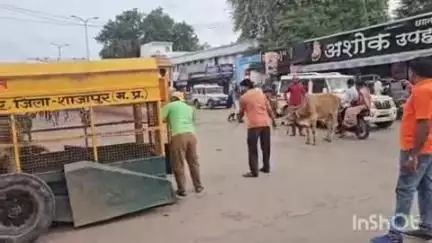 शाजापुर: शाजापुर में आवारा पशुओं को पकड़ने के लिए नगर पालिका प्रशासन ने शुरू की कार्रवाई