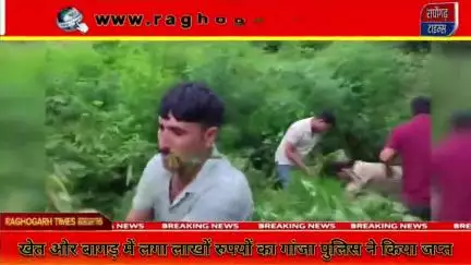 राघौगढ़ : खेत में बोया लाखों रुपयों का गांजा, पुलिस ने उखाड़कर 105 पौधे किए जप्त, आरोपी गिरफ्तार