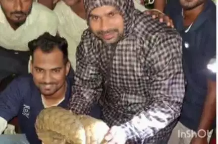चंद्रपूर: चंद्रपूर शहरातील जगनाथ बाबा मठ परिसरात आढळला दुर्मिळ खवल्या मांजर