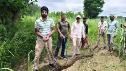 लक्सर: लालचंद वाला गांव में विशालकाय अजगर निकलने से मचा हड़कंप, वन विभाग ने पकड़कर गंगा में छोड़ा