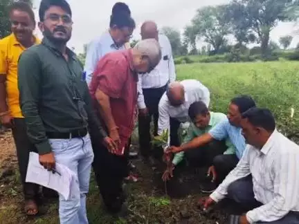 सिहोरा: ग्राम बंधा में अग्नि पीड़ितों के नाम पर किया गया वृक्षारोपण