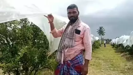 ಜಗಳೂರು: ಹಿರೇಮಲ್ಲನಹೊಳೆ ಗ್ರಾಮದಲ್ಲಿ ಲಕ್ಷಾಂತರ ರೂ ಮೌಲ್ಯದ ದಾಳಿಂಬೆ ಹಣ್ಣು ಕದ್ದ ಕಳ್ಳರು