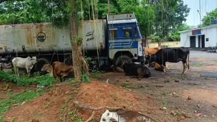 कोडरमा: बागीटांड़ में कोडरमा पुलिस ने 4 वाहनों में लदे 36 मवेशी जब्त किए, 10 तस्कर गिरफ्तार