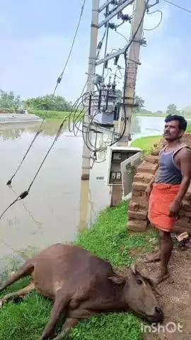 बिरनी: बिजली विभाग की लापरवाही से तालाब में फैला करंट, मवेशी की मौत, ग्रामीणों में आक्रोश