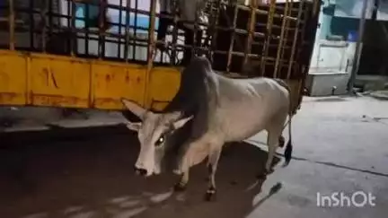 લુણાવાડા: છેલ્લા એક મહિનામાં પાલિકા દ્વારા 60થી વધુ રખડતા પશુઓને પકડી પાંજરે પુરવામાં આવ્યા
