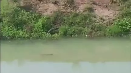 थानेसर: पिहोवा के संधोली गांव के पास नहर में दिखा 6 फीट लंबा मगरमच्छ, धान की रोपाई कर रहे किसान ने बनाया वीडियो