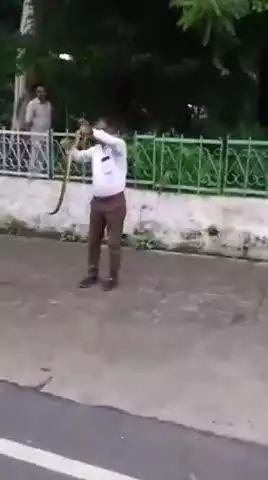 चास: बोकारो: सेक्टर 4 BGH गेट के पास से धामिन सांप का रेस्क्यू कर सुरक्षित स्थान पर छोड़ा
