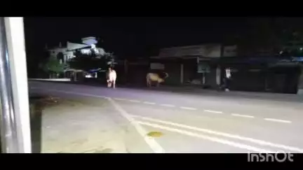 मोहम्मदी: दरोगा की मौत के बावजूद आवारा गोवंश सड़कों पर घूम रहे हैं, नहीं दिया जा रहा ध्यान