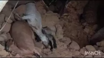 मनोहरपुर: रबंगदा टुंगरी टोला में बारिश से पशुघर ढहा, 6 पशुओं की मौत
