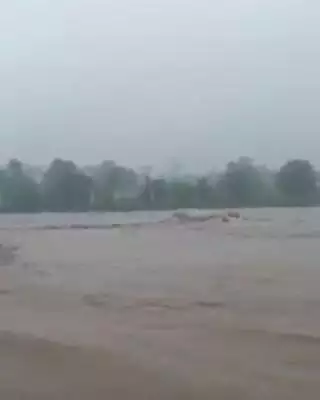 कुंडम: परियट नदी पर बने पुल से नदी में बहा भूसे से भरा एक पिकअप वाहन, चालक और परिचालक ने तैरकर बचाई जान; वीडियो आया सामने