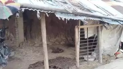 तुमसर: मिटेवाणी येथे गोठ्यात बांधलेल्या बकऱ्या चोरी, अज्ञात आरोपीविरुद्ध तुमसर पोलिसांत गुन्हा दाखल