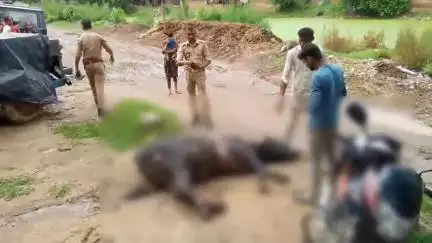सहसवान: जरीफनगर थाना क्षेत्र में घायल अवस्था में घूम रहे नंदी का डायल 112 पुलिस की मदद से गौ सेवकों ने किया उपचार